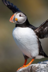 Atlantic puffin (Fratercula arctica)