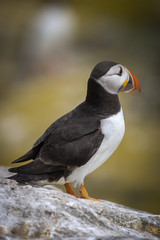 Atlantic puffin (Fratercula arctica)