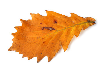 Brown autumn oak leaf isolated on white