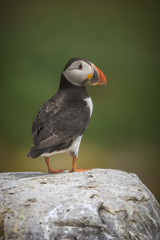 Atlantic puffin (Fratercula arctica)