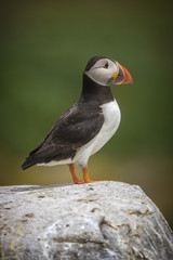Atlantic puffin (Fratercula arctica)
