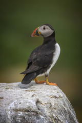Atlantic puffin (Fratercula arctica)