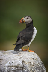 Atlantic puffin (Fratercula arctica)