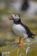 Atlantic puffin (Fratercula arctica)
