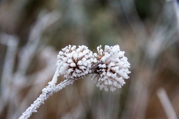 Hoar frost on plants and leaves