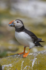 Atlantic puffin (Fratercula arctica)