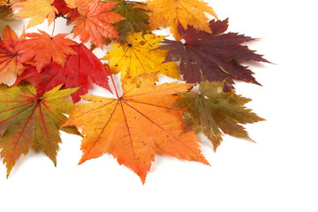 Naklejka na ściany i meble Autumn colorful leaves isolated on white. Background