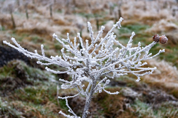 Hoar frost on plants and leaves