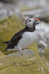 Atlantic puffin (Fratercula arctica)