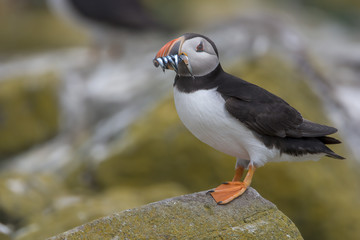 Atlantic puffin (Fratercula arctica)