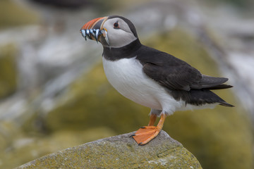 Atlantic puffin (Fratercula arctica)