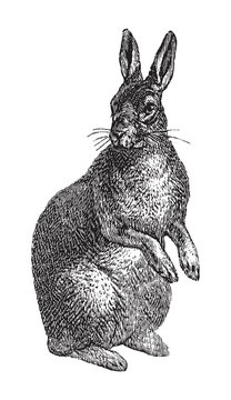 Rabbit / vintage illustration from Brockhaus Konversations-Lexikon 1908