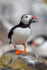 Atlantic puffin (Fratercula arctica)