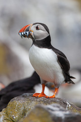 Atlantic puffin (Fratercula arctica)