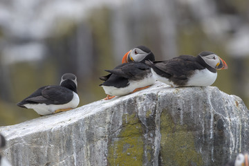 Atlantic puffin (Fratercula arctica)