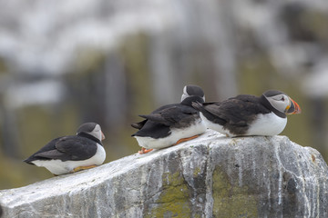 Atlantic puffin (Fratercula arctica)