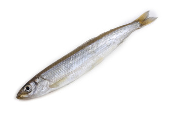 Smelt fish isolated on white