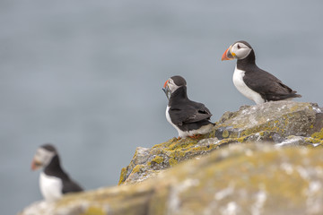 Atlantic puffin (Fratercula arctica)