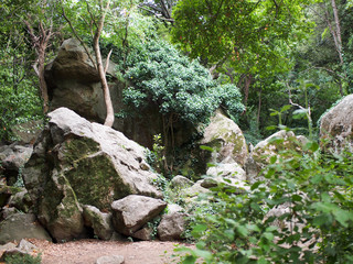 Trees and shrubs growing among rocks and piles of stones. The concept of the power of nature.