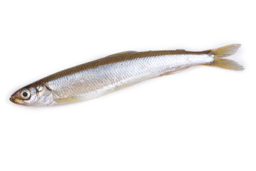 Smelt fish isolated on white