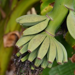 bananes