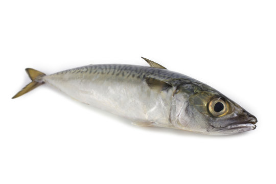 Chub mackerel (Pacific mackerel, saba)