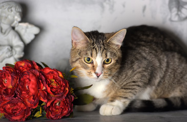 tabby cat and flowers in the studio on a gray