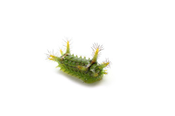 Narosoideus flavidorsalis. This caterpillar can burn skin