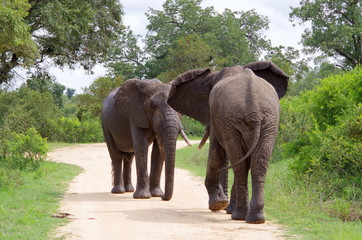 Elephants running at each other