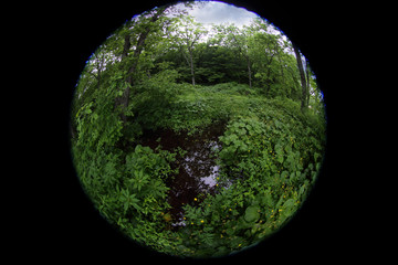 Little forest lake. Circular fisheye photo