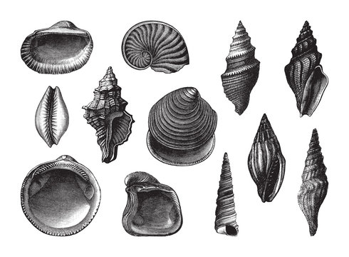 Shell fossil collection (Oligocene period) / vintage illustration from Brockhaus Konversations-Lexikon 1908