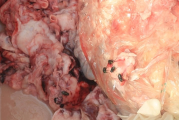 Fly and rotting carcass. Flies burrowing into the pork.