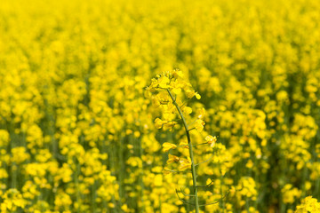 Obraz premium Yellow Flower on field foreground on a sunny day