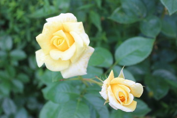  tea rose flowers nature summer flowering garden