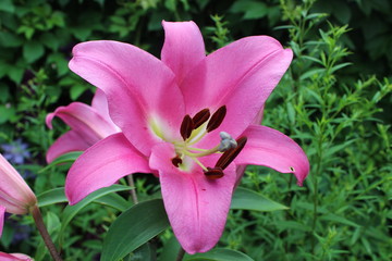  summer lily bloom flower garden village rest beautiful