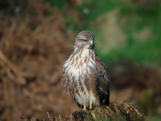 Common buzzard, Buteo buteo