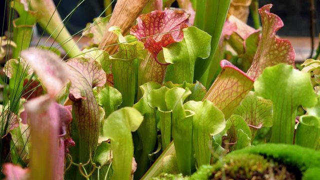 Close-up shot of pitcher plant - sarracenia. 4K