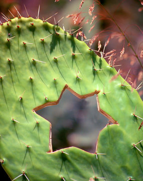 Tzabar prickly pear cactus with Star of David shape cutout, symbolic of Sabras - Israeli-born Jews