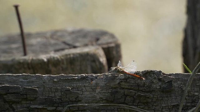Dragonfly on a old wooden fense