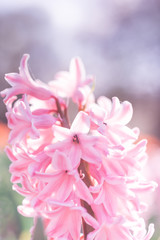 Pink hyacinth flower close up