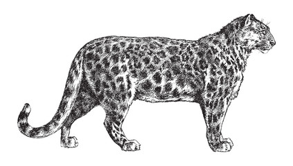 Snow leopard (Panthera uncia) / vintage illustration from Brockhaus Konversations-Lexikon 1908