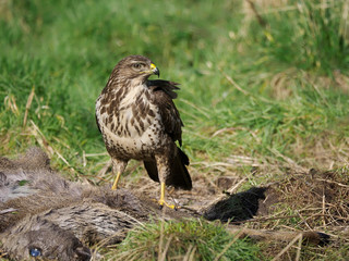 Common buzzard, Buteo buteo