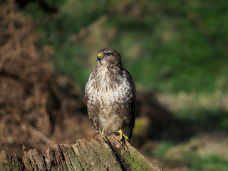 Common buzzard, Buteo buteo