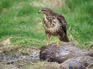 Common buzzard, Buteo buteo