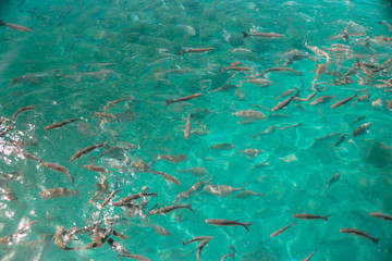 Fish eating and swimming in the ocean