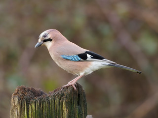 Jay, Garrulus glandarius