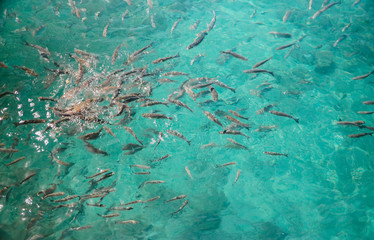 Fish eating and swimming in the ocean