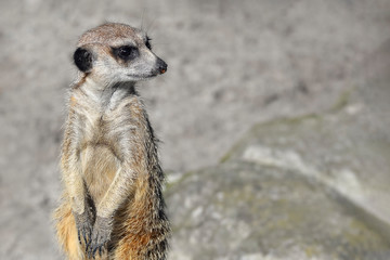 Fototapeta premium Very funny Meerkat Manor portrait in a clearing at the zoo . Copy space