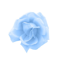 Fototapeta premium Tender light blue rose head isolated on white. Beautiful blue rose flower. Top view