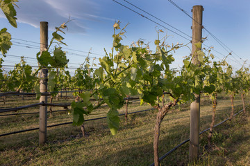 Fototapeta na wymiar Vineyard. Grapes. Agriculture. Marlborough New Zealand
